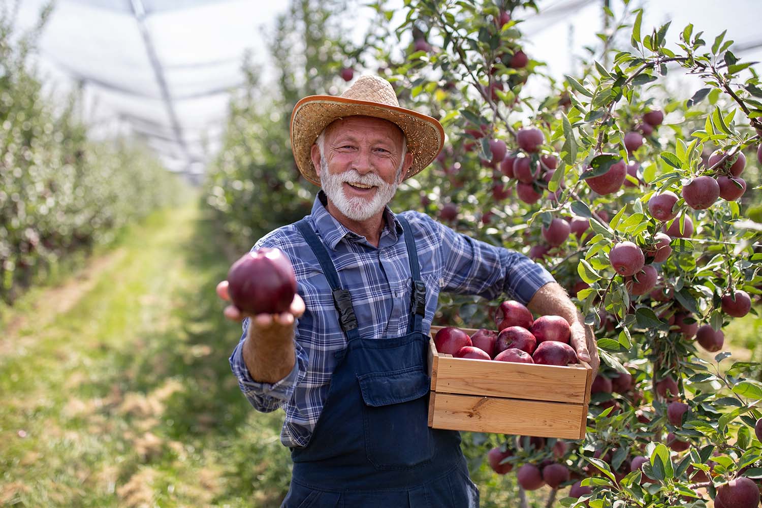 What is a "first fruit"?