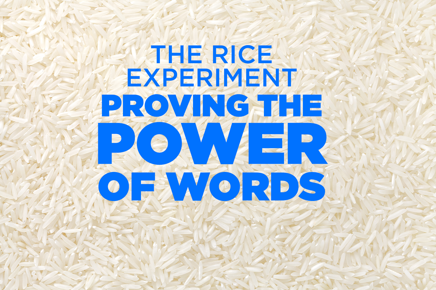 real_help_social-riceexperiement-article.png