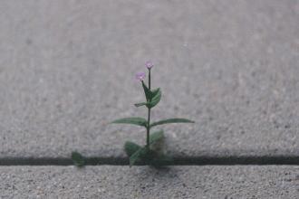 Small purple flower growing through concrete, symbolizing resilience, hope, and strength in hard times.